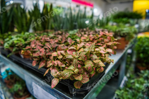 Preview: Potted flowers on table in garden center greenhouse store