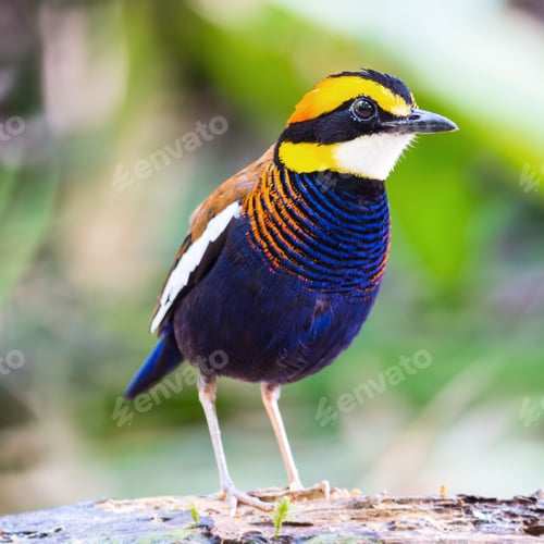 Preview: male Malayan Banded Pitta