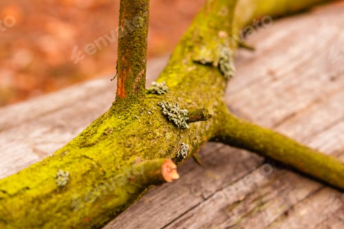 Preview: texture of a green forest stick