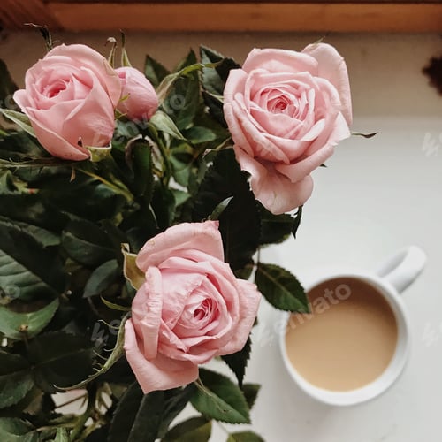 Preview: Morning with flowers and coffee / roses / romantic