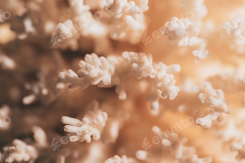Preview: close up view of beautiful coral as background