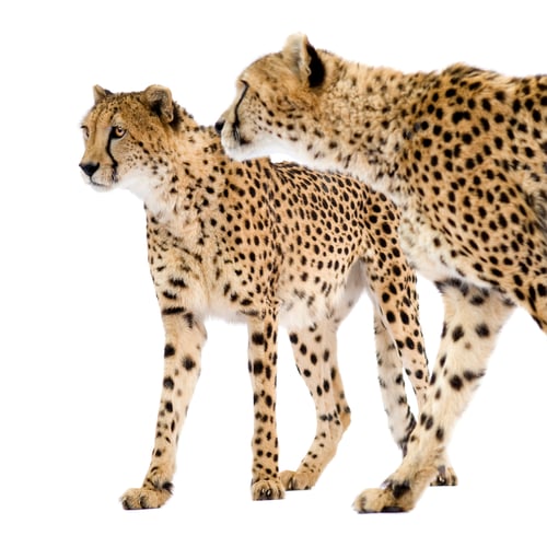 Elegant cheetahs walking together on a white background