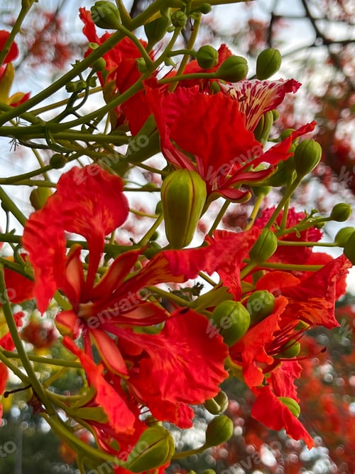 Preview: Red flame tree