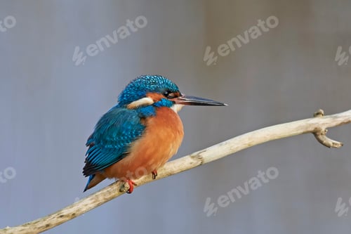Preview: Common kingfisher (Alcedo atthis)