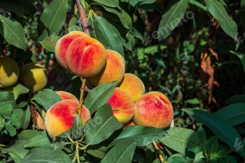 Preview: Peaches growing on a tree