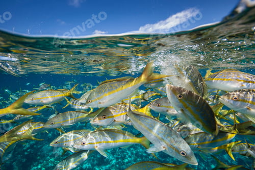 Preview: School of yellow fish swimming in crystalclear blue waters