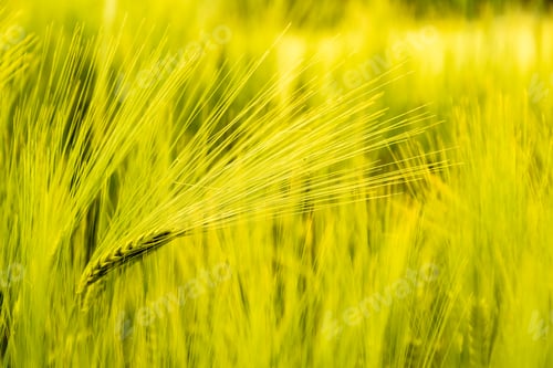 Preview: Green wheat