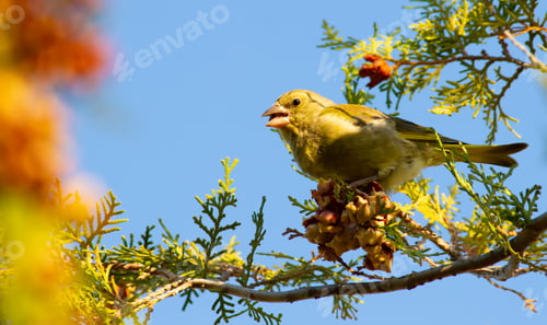 Preview: Greenfinch, Chloris chloris. A bird sits on the branches of a thuja