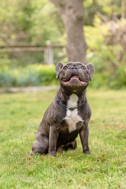 Preview: French Bulldog sitting on grass in park