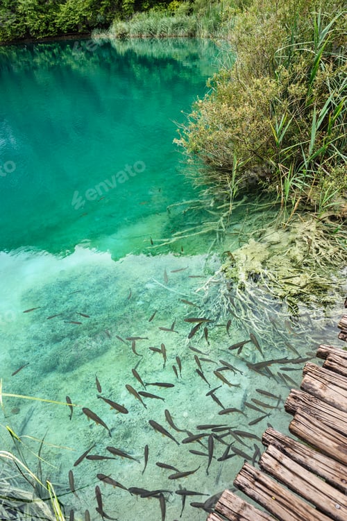 Preview: Fishes in clear water of Plitvice Lakes, Croatia