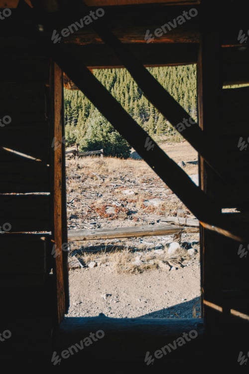 Preview: Looking outside at pine trees from a cabin