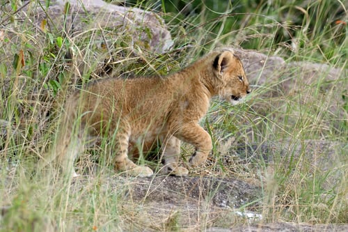 Preview: African lion cub