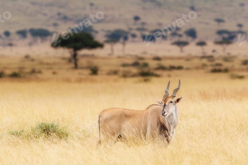 Preview: Eland in Kenya With Oxpecker on Head