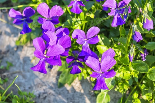 Preview: red pansies blooming in the botanical garden