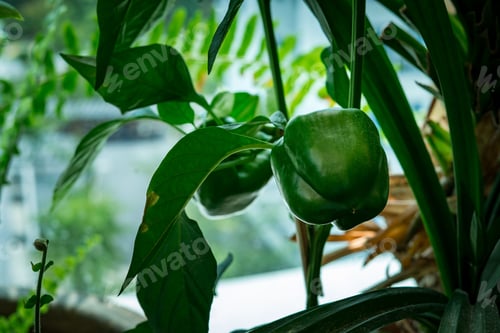 Preview: Green Capsicum hanging on the tree.