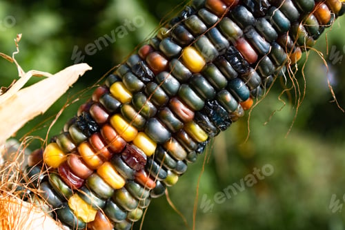 Preview: Colorful Indian Corn Close-Up