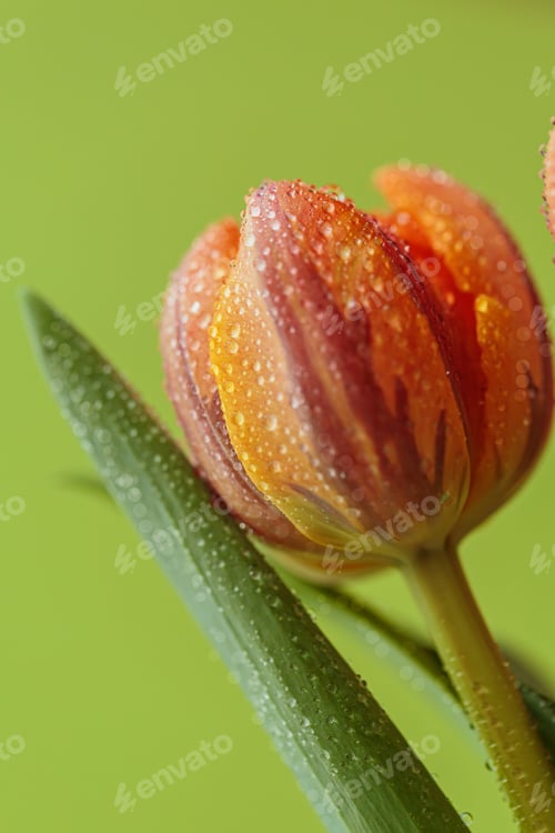 Preview: Beautiful orange flower with water drops on petals