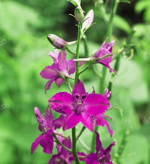 Preview: Flowerbed with sage flowers
