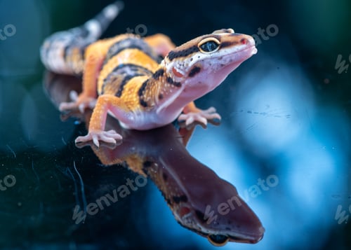 Preview: Close up of the leopard gecko or common leopard gecko, Eublepharis macularius