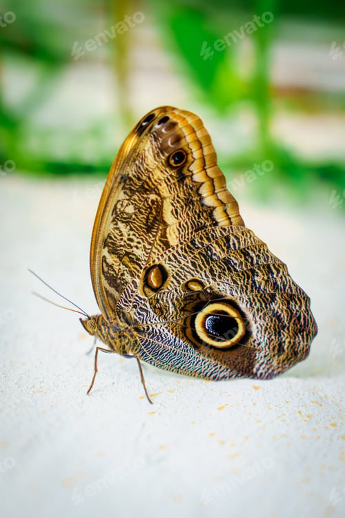 Preview: tropical butterfly with eyes on the wings caligo atreus. butterfly garden, butterfly farm