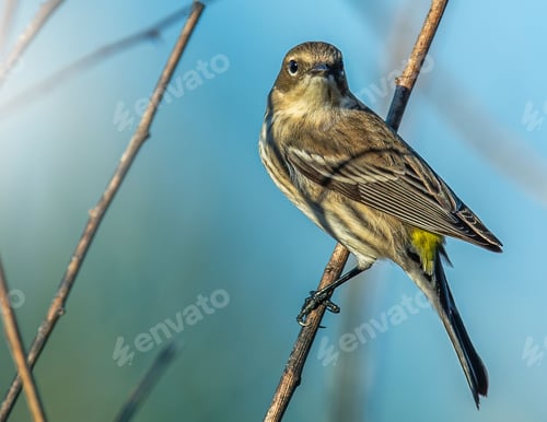Preview: Small Myrtle warbler bird perched on a tree branch in an open sky on a sunny day