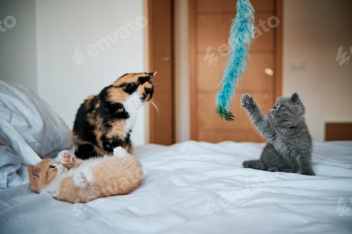 Preview: young little cats playing on top of the bed