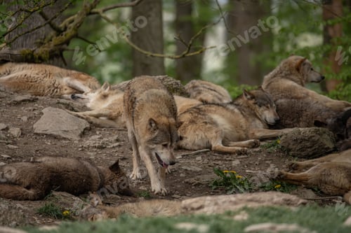 Preview: Pack of grey wolves resting in the woods.