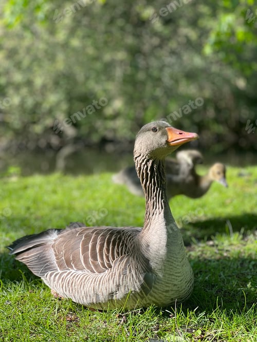 Preview: Graylag goose resting in the green meadow on a sunny summer day.