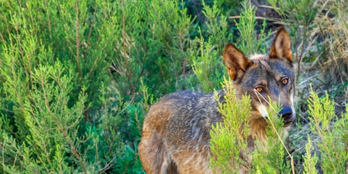 Preview: Iberian Wolf, Zamora, Spain