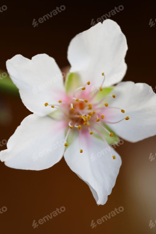 Preview: Almond blossom close-up