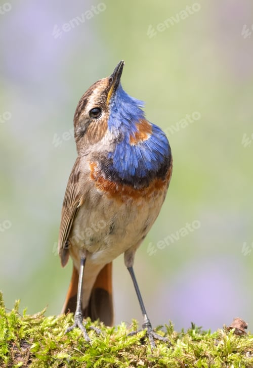 Preview: Bluethroat, Luscinia svecica. The bird looks up