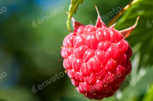 Preview: Closeup of growing organic raspberries. Ripe Raspberry in fruit garden. Selective focus.