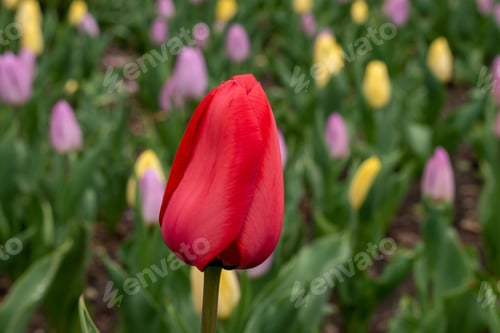 Preview: Closeup of a red tulip blooming in a garden with a blurry background