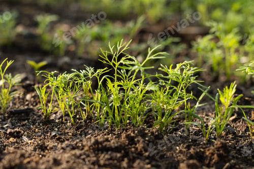 Preview: Fresh green seedlings dill sprouting in garden soil in garden.