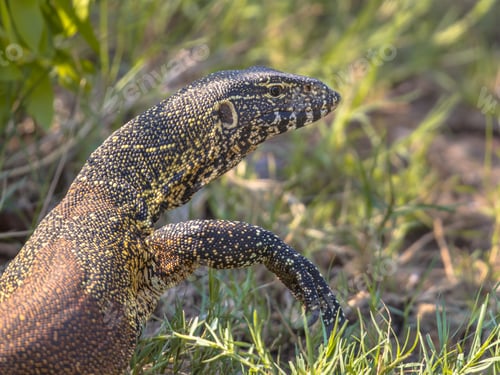 Preview: Water monitor portrait