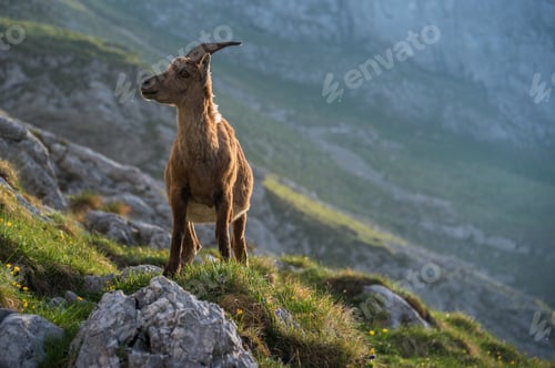 Preview: Alpine Ibex in the mountains