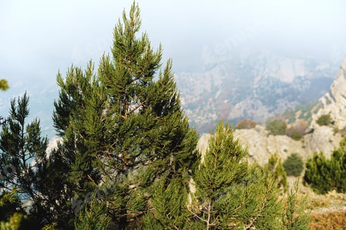 Preview: Beautiful mountain with forests in morning fog background