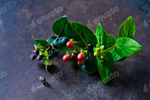 Preview: St. John's Wort with blossom buds and fruits
