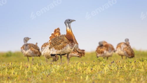 Preview: Great Bustard Display in Grassland