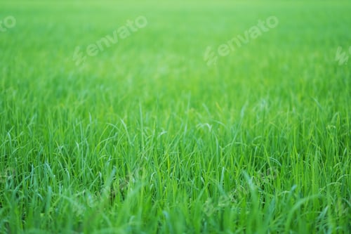 Preview: Close up image of rice field in green season