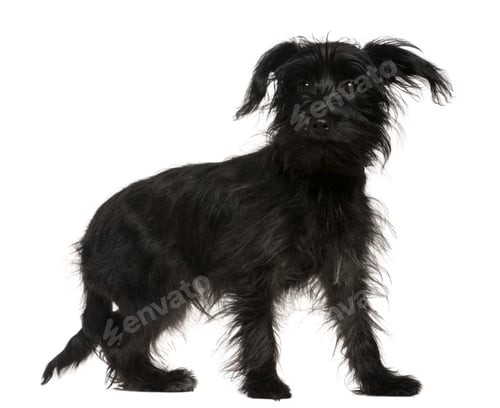 Preview: Shih-Tzu mixed with a Yorkshire Terrier, 5 months old, standing in front of white background