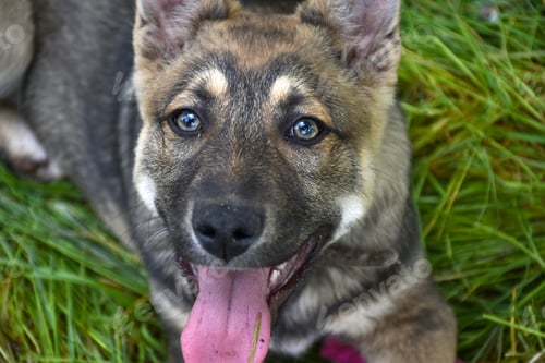 Preview: A young puppy plays in the spring garden plot and beds