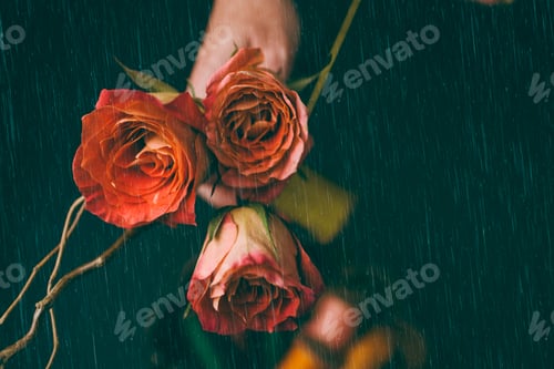Preview: Red rose wallpaper in rain moody background