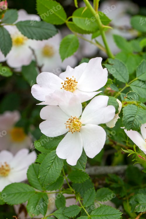 Preview: Wild Rose (Rosa canina) with open petals in spring