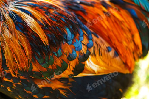Preview: Vibrant feathers of a colorful bird showcasing magenta, blue, and orange patterns in a lush