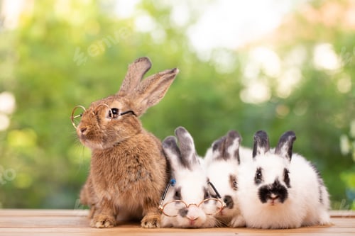 Preview: Pet portrait of brown cute rabbit sitting on green grass with blurry nature background