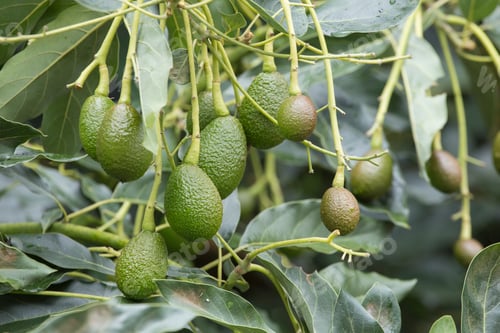 Preview: Avocado fruits on the tree ready for harvest. Hass avocado