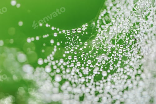Preview: The spider web with dew drops on green nature background