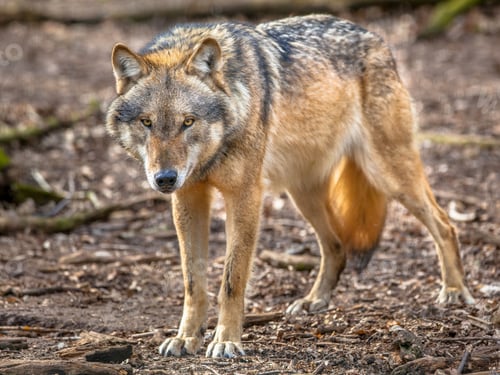Preview: Frowning Grey Wolf standing
