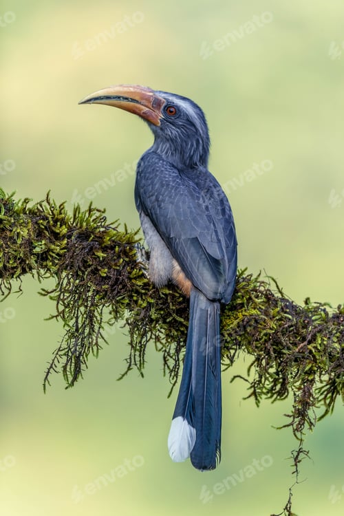 Preview: Grey hornbill